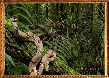 ядовитые змеи