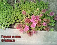 Гороскоп на июль