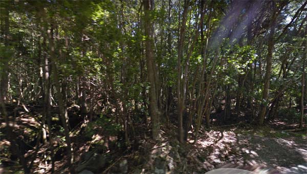 лес самоубийц Аокигахара