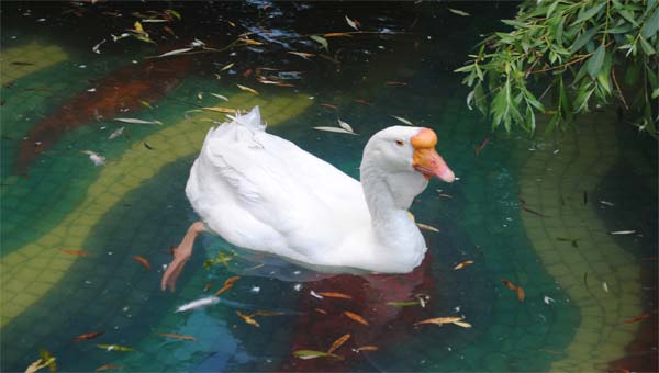 Китайский гусь