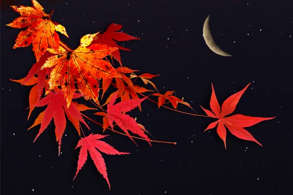 месяц на фоне кленовых листьев