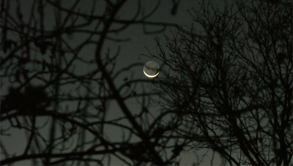 молодая Луна сквозь ветви деревьев