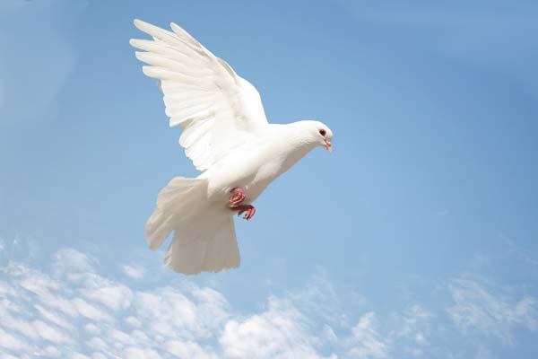 Голубь в небе