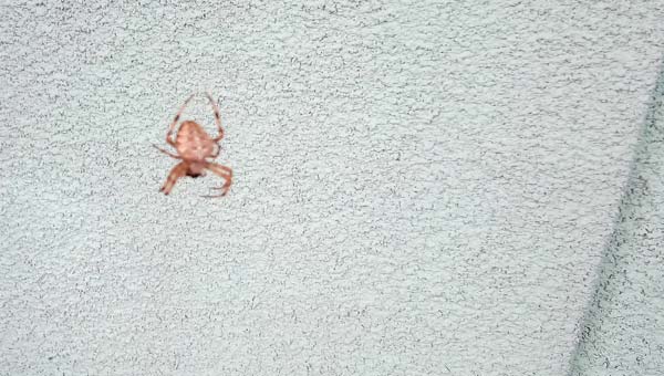 паук на стене