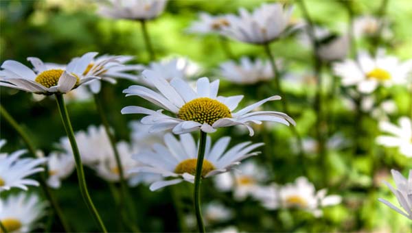 ромашки в поле