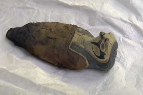 мумифицированный сокол