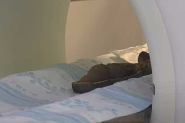 мумия сокола в томографе