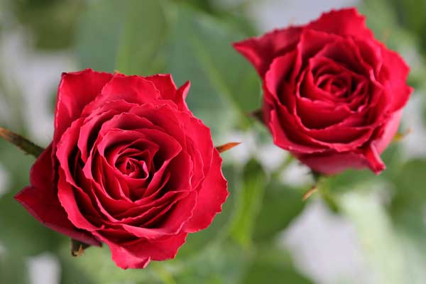 красная роза