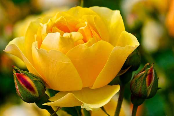 желтая роза