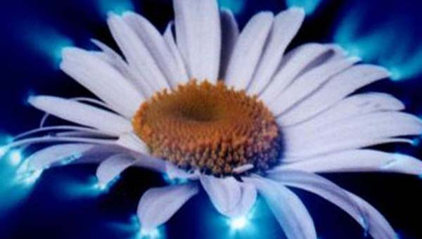 цветок ромашка