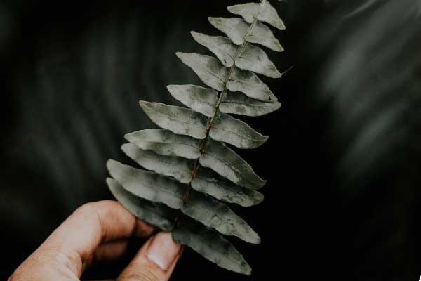 чёрный папоротник