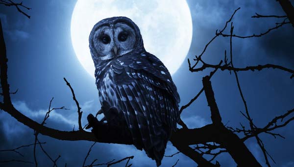 Сова на фоне Луны