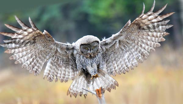 птица в полете