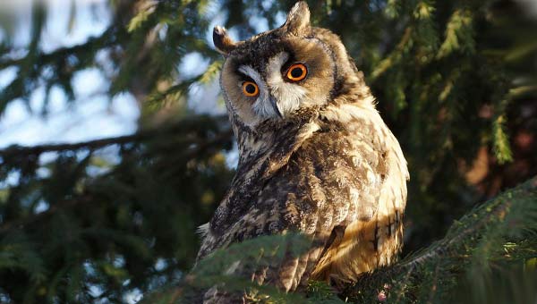 филин на ветке