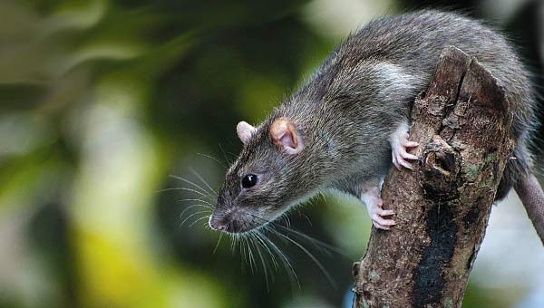 серый грызун