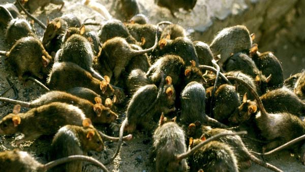 нашествие крыс