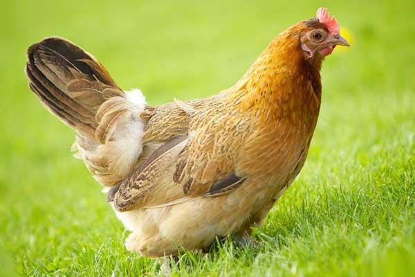 курица на траве