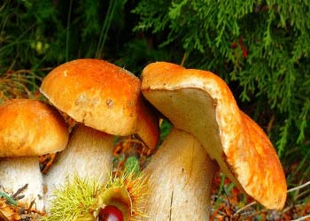 Гороскоп на октябрь