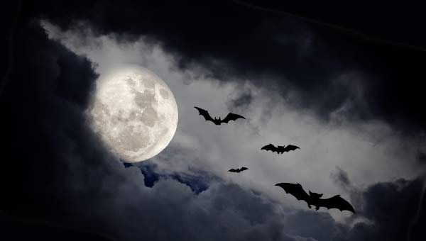 летучие мыши в ночном небе