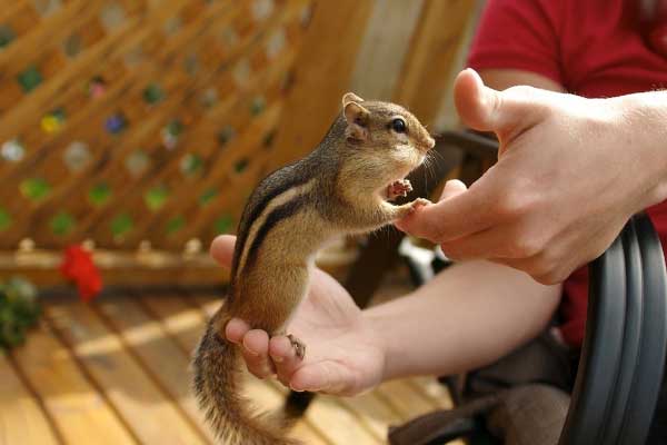 ручной бурундук