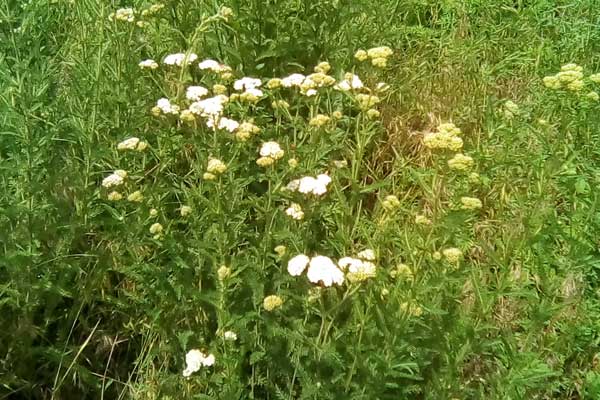 тысячелистник