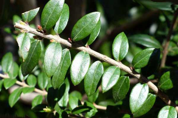 листья мирта