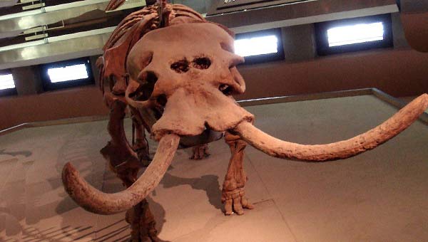 карликовый слон циклоп