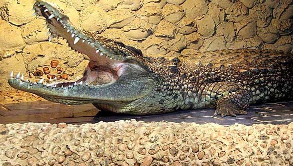аллигатор Сатурн из московского зоопарка в своём вальере