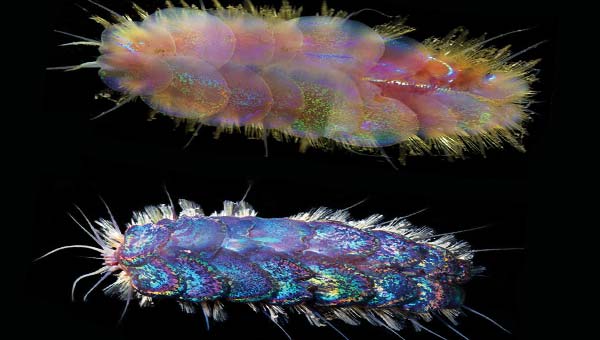 глубоководные черви Элвиса