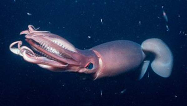 кальмар Гумбольдта