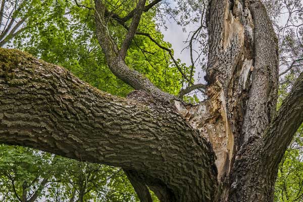 большое старое дерево