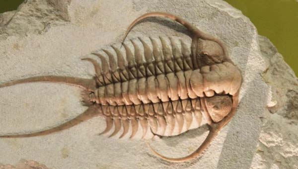 окаменелый трилобит