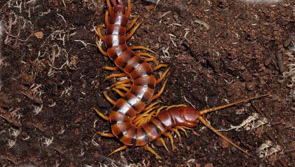 гигантская многоножка