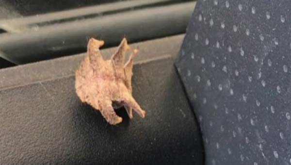 таинственное насекомое в автомобиле