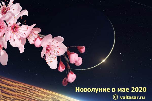 ветка сакуры на фоне молодой Луны