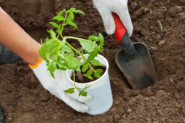 высадка саженца в грунт