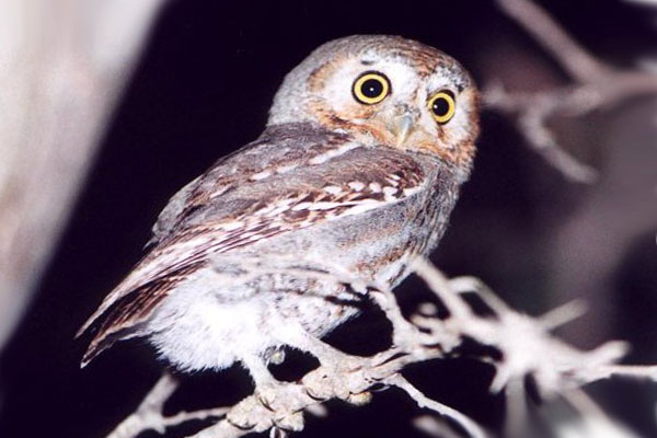 сова эльф на фото