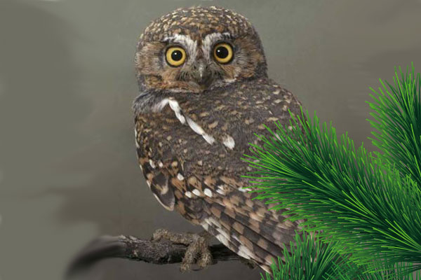 сыч эльф фото