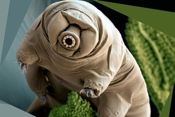 водяной медведь тихоходка