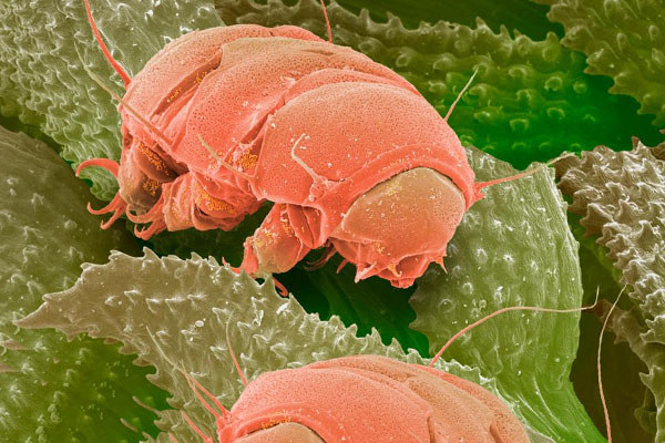 водяной медведь фото