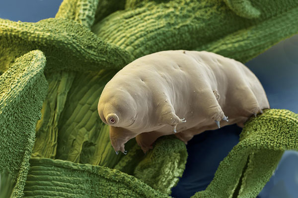 тихоходка на водоросли