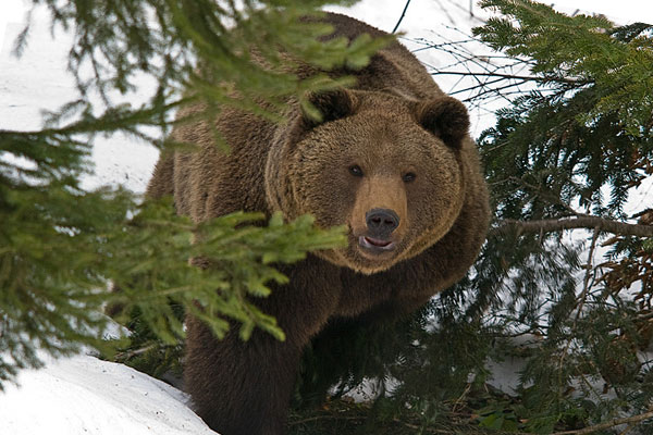 медведь в лесу