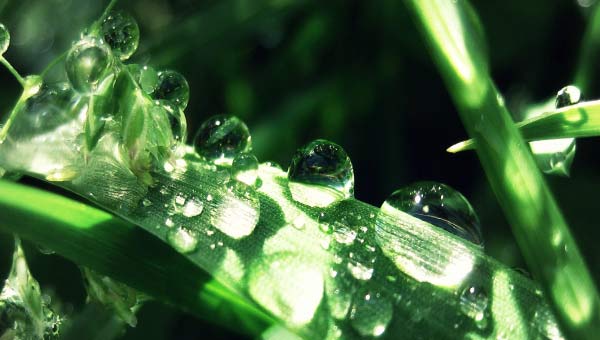 роса на траве