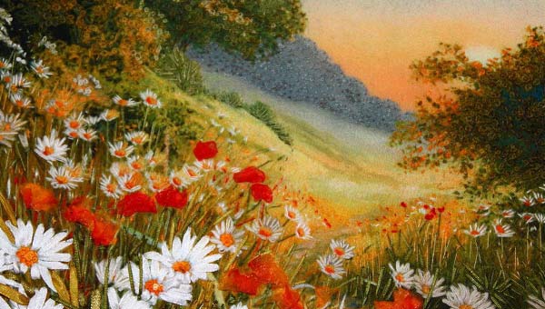 ромашки и маки в долине