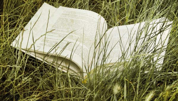 раскрытая книга в траве