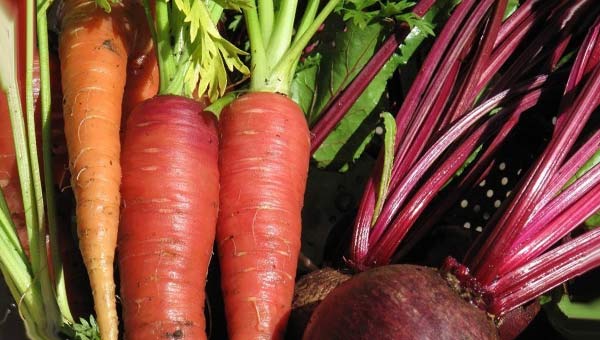 корнеплоды: морковь, свекла