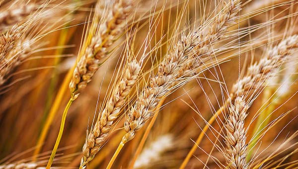 созревшая рожь