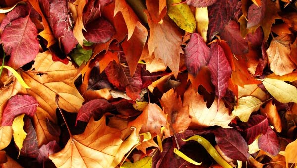 осенние листья красные и желтые