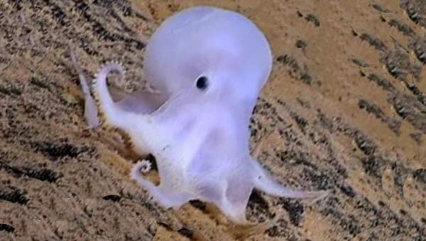 полупрозрачный глубоководный осьминог Каспер