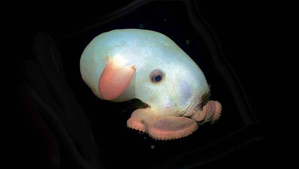 осьминог Дамбо